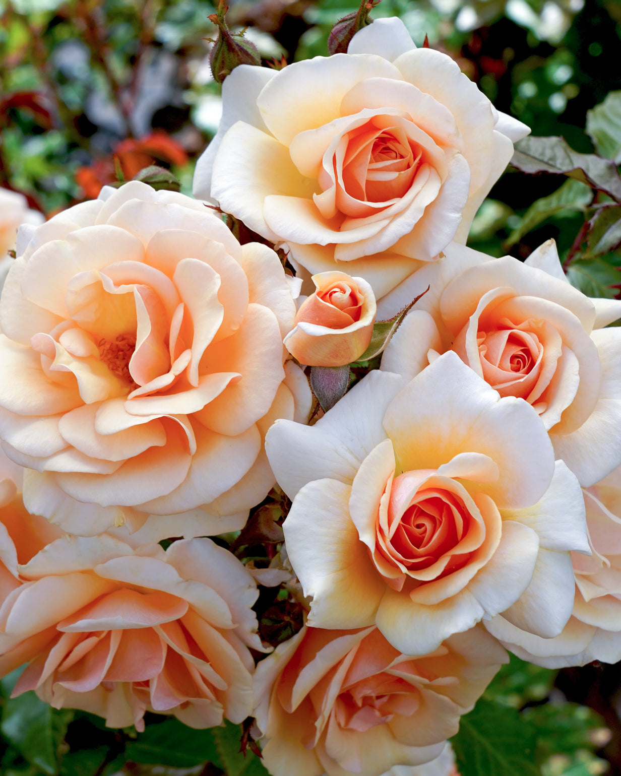 products/Rosa-16.jpg